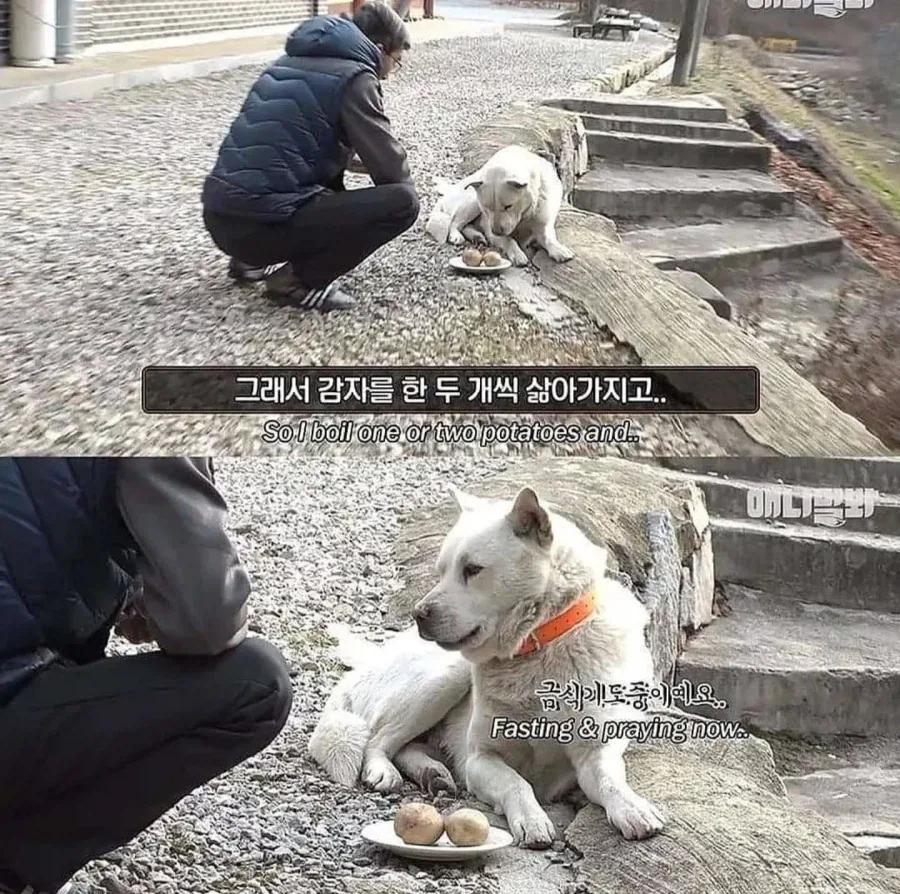 절에사는 개가 식탐이없는이유_3.webp