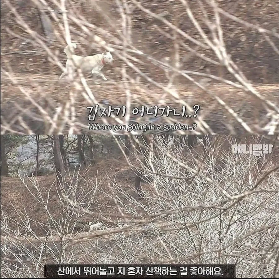 절에사는 개가 식탐이없는이유_4.webp