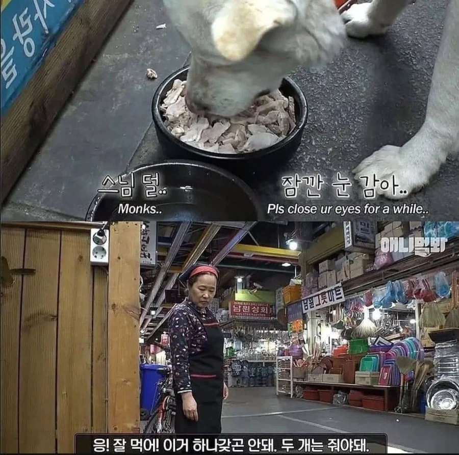 절에사는 개가 식탐이없는이유_5.webp