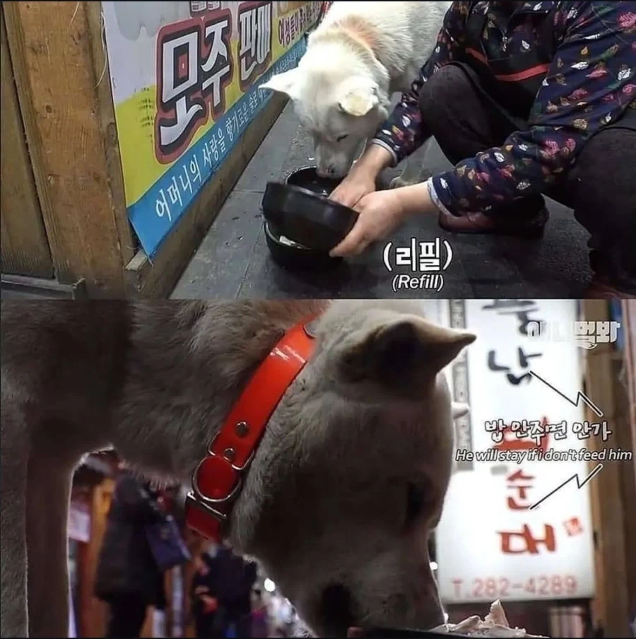 절에사는 개가 식탐이없는이유_6.webp