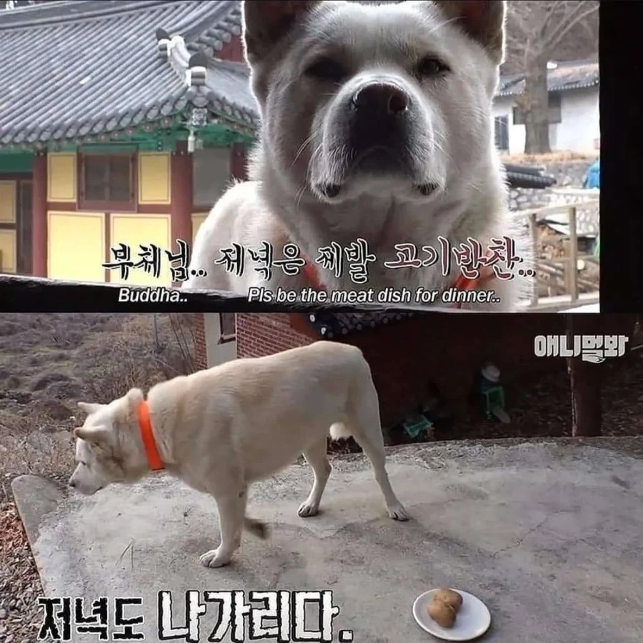 절에사는 개가 식탐이없는이유_8.webp