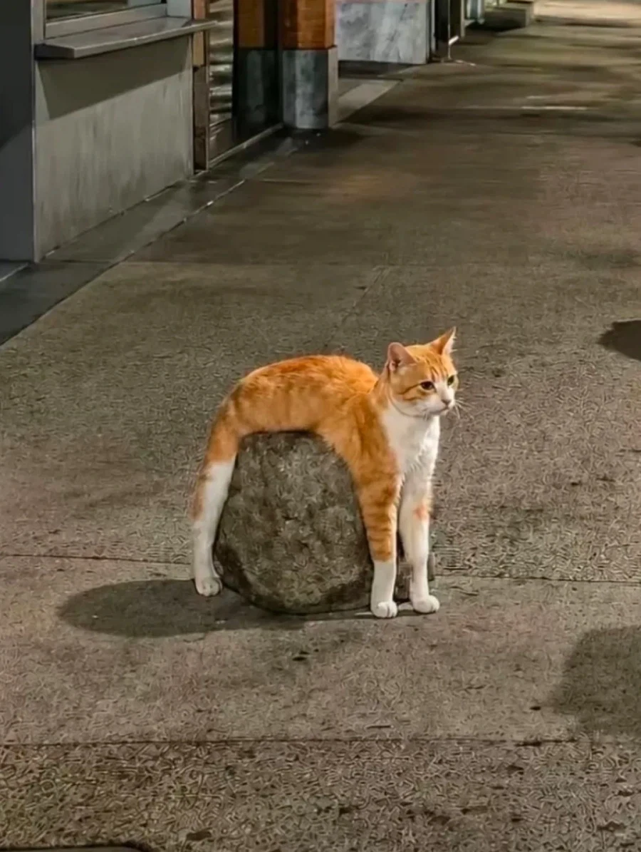 고양이: ㅋㅋ 꿀잼_1.webp