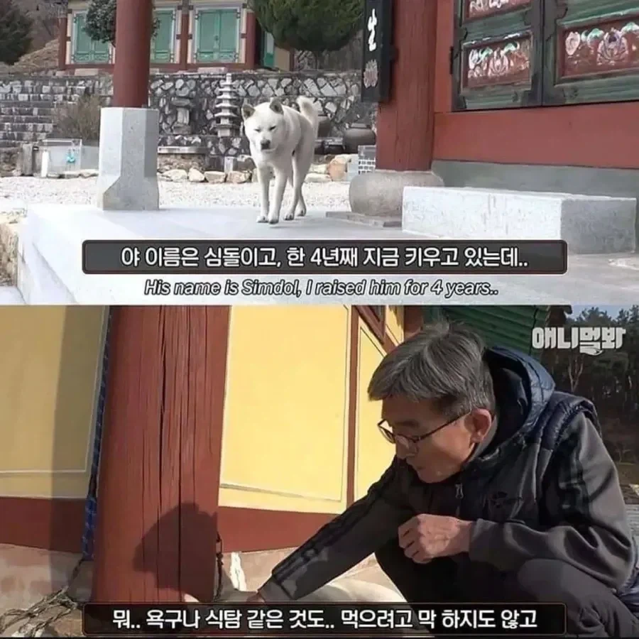 절에사는 개가 식탐이 없는 이유_1.webp