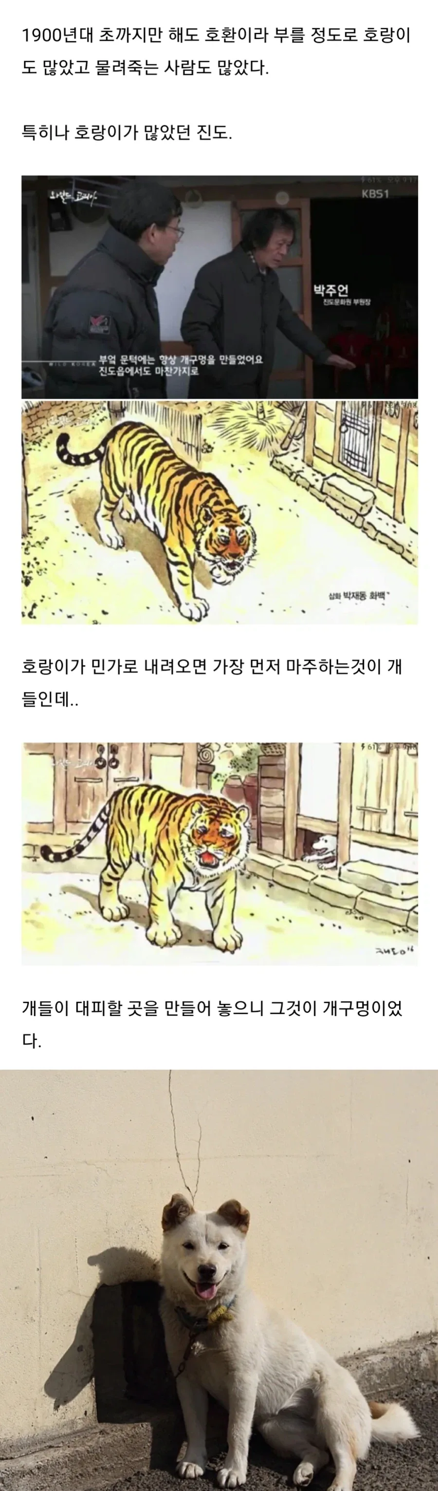 진돗개가 조용한 이유.jpg_1.webp