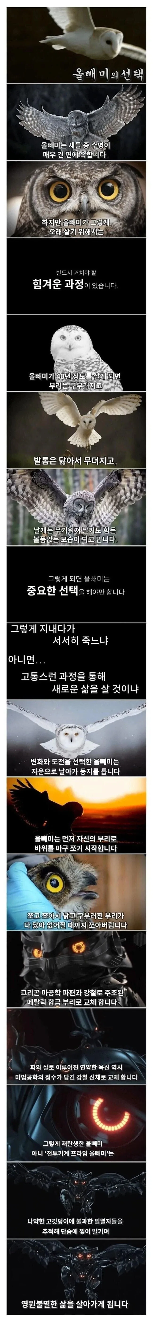 늙고 약해진 야생 올빼미의 최후의 선택_1.webp