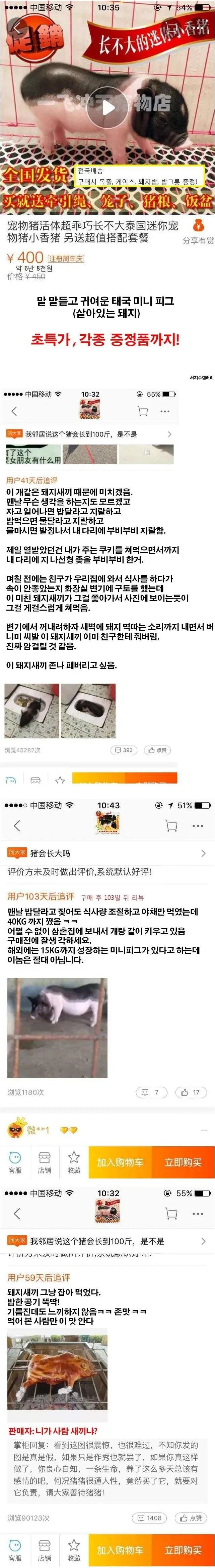 타오바오 애완돼지 후기들_1.webp