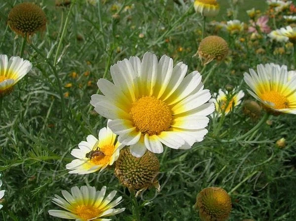 데이지 꽃을 우리나라에서 보기 힘든 이유_1.webp