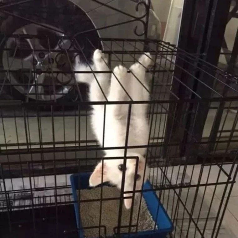 거미한테 물린듯한 고양이_1.webp