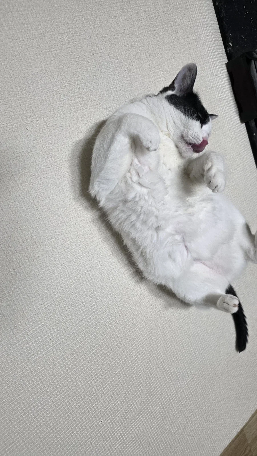 니들 북슬북슬한거 좋아하냐?_10.webp