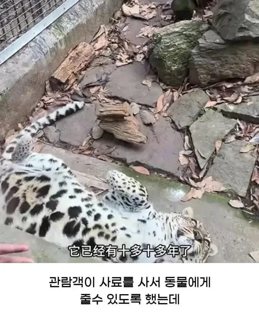 중국 어느 동물원에서 벌어진 참사(?).jpg_2.webp