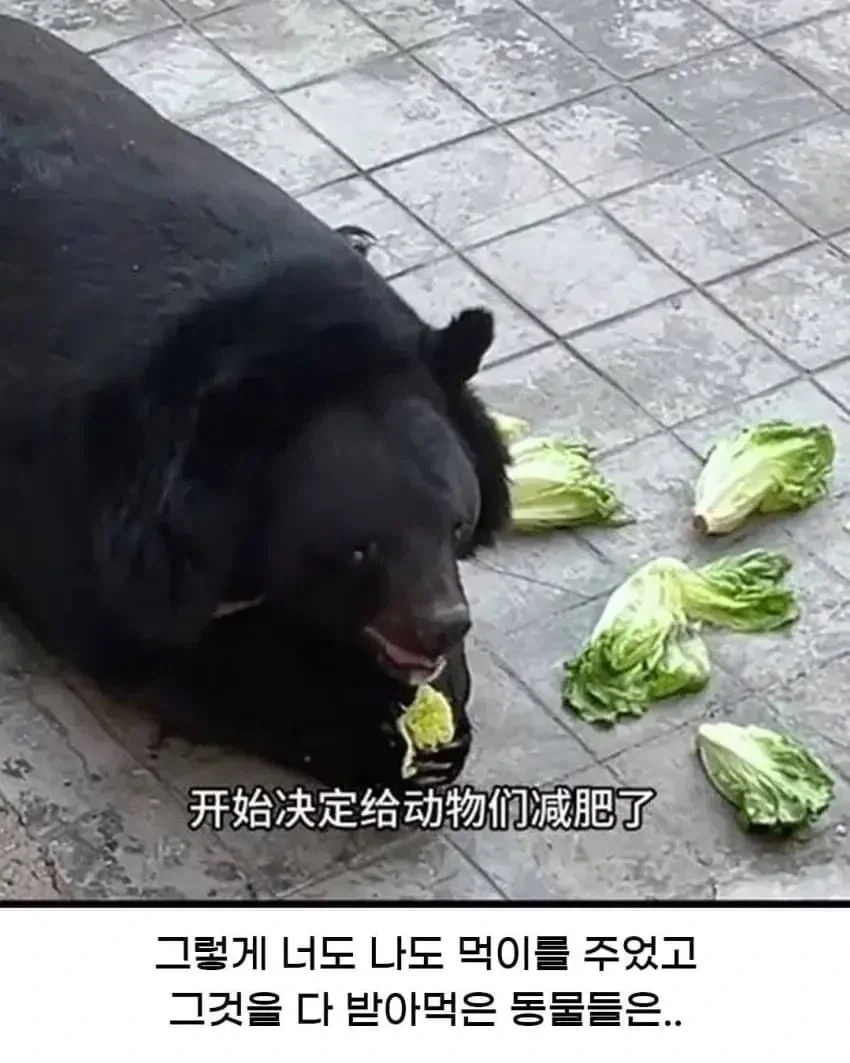 중국 어느 동물원에서 벌어진 참사(?).jpg_3.webp