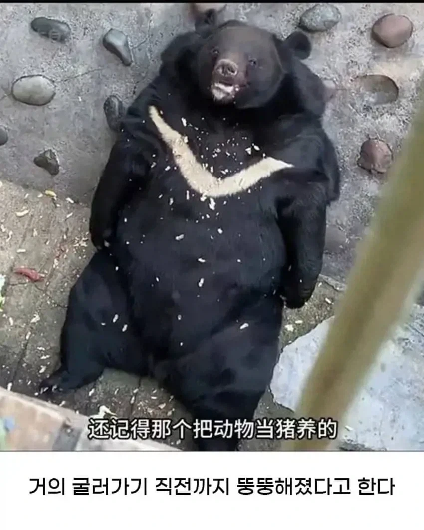 중국 어느 동물원에서 벌어진 참사(?).jpg_4.webp