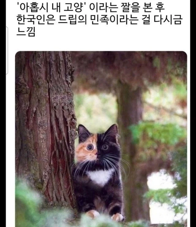 아홉시는 내 고양_1.webp