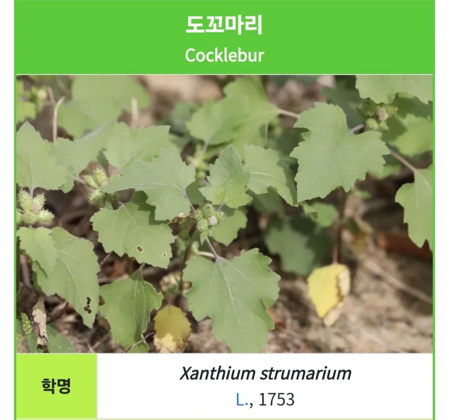 식객) 동동주를 만들때 쓰이는 비법 재료_2.webp