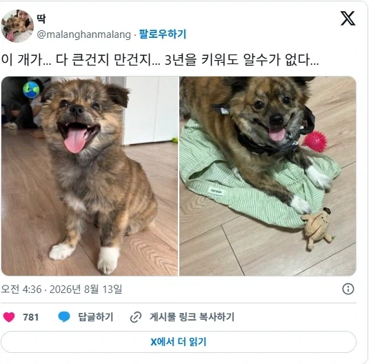 3년을 키웠는데 개가 다큰건지 만건지 모르겠다는 주인.JPG_1.webp