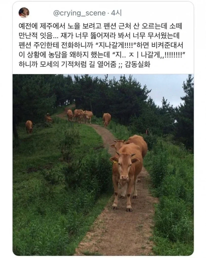 산에서 소떼를 만났을 때_1.webp