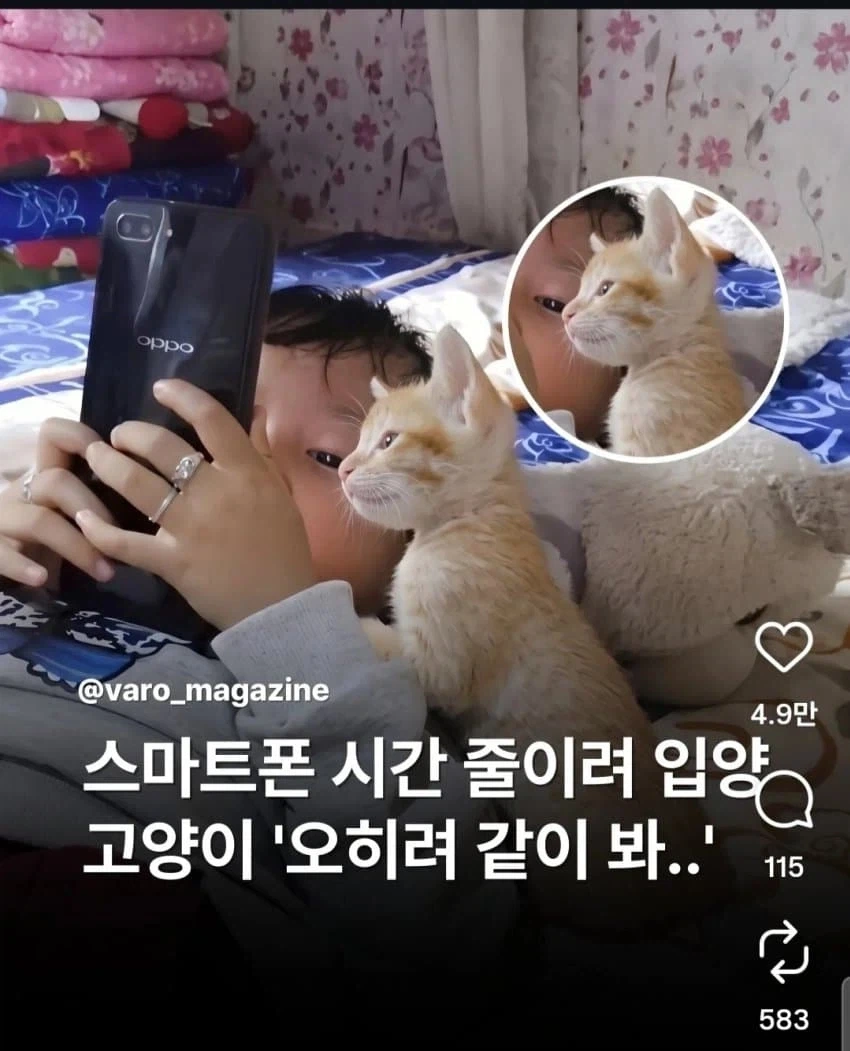 폰 좀 그만하라고 고양이 입양_1.webp