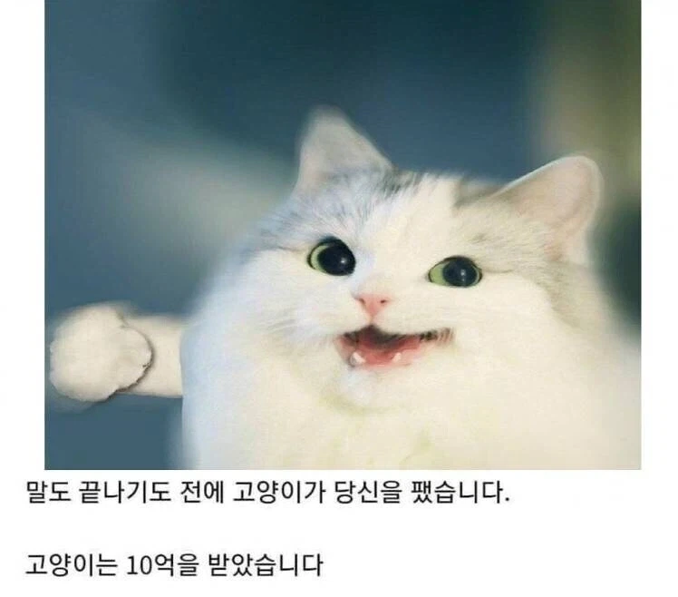 10억 받기 vs 고양이한테_2.webp