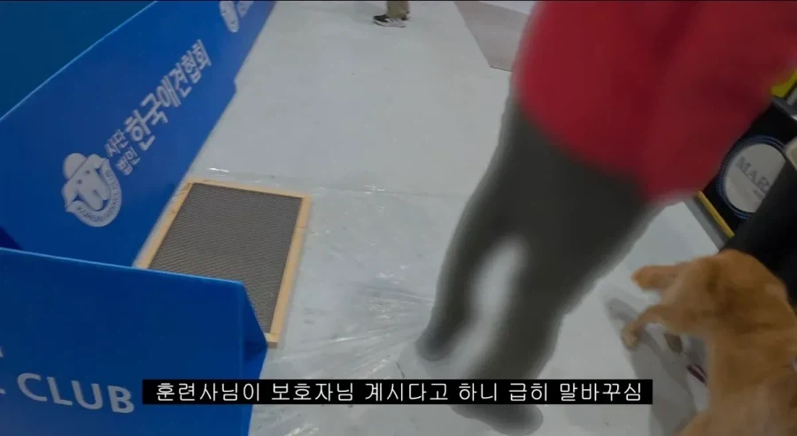 유튜버가 도그쇼에서 들은 말_3.webp