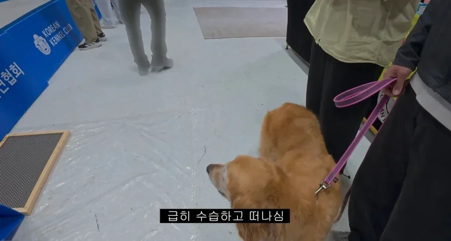 유튜버가 도그쇼에서 들은 말_4.webp
