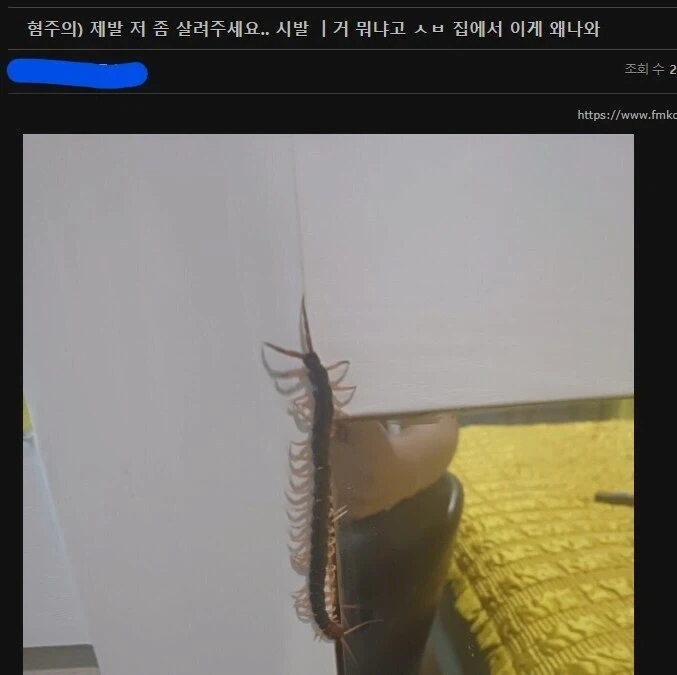 혐) 집에 지네가 나왔어요.jpg_2.webp