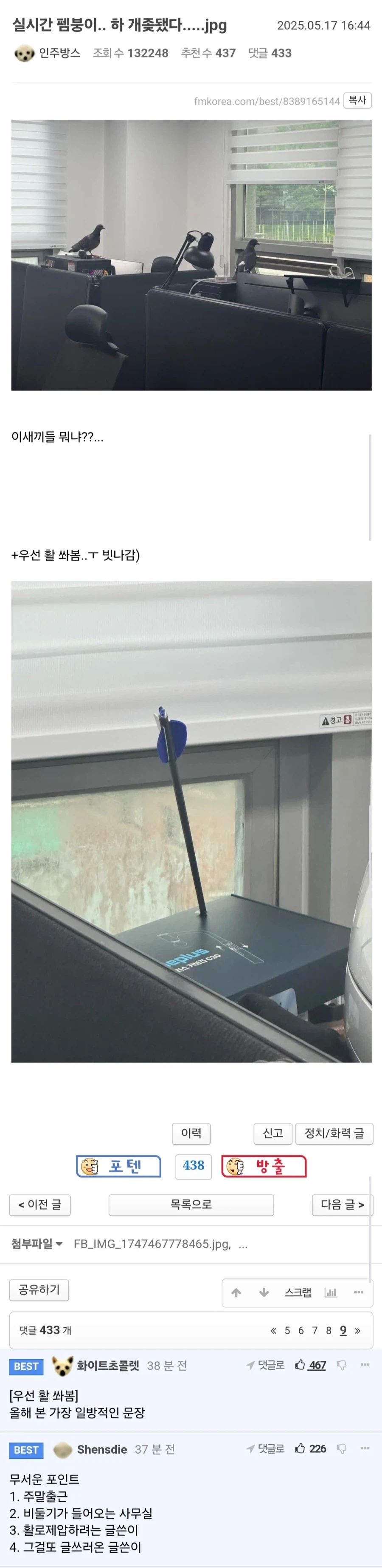 사무실에 비둘기가 들어왔을때 행동강령.jpg_1.webp