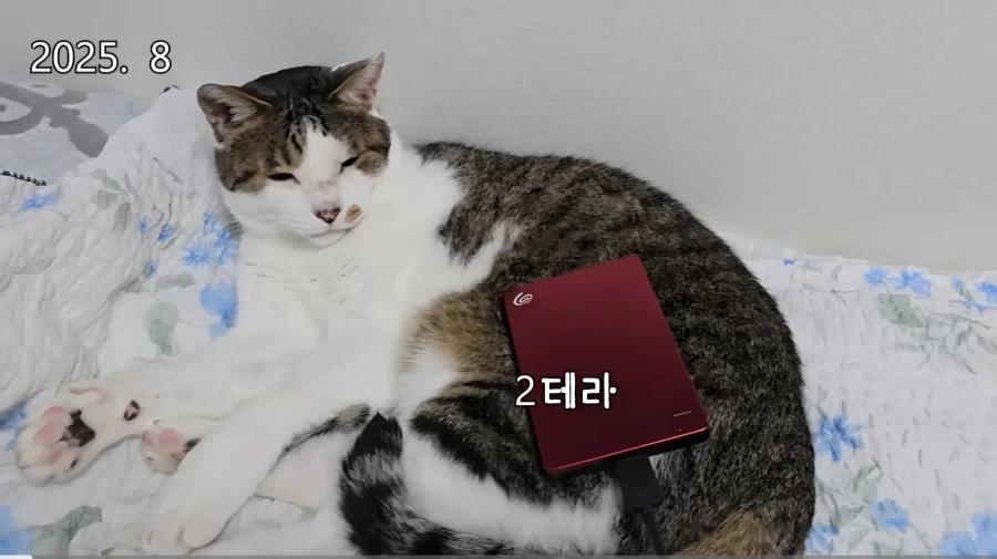 모 고양이 유튜버가 보여주는 압도적인 권력_1.webp