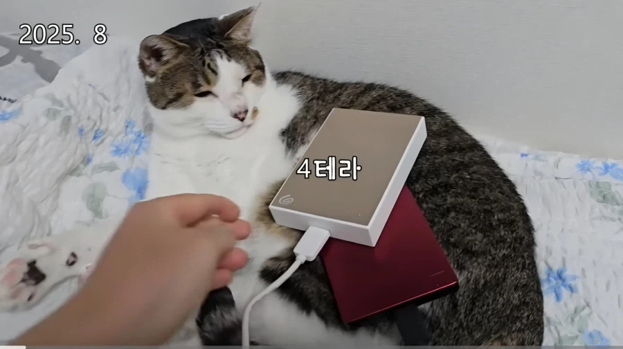 모 고양이 유튜버가 보여주는 압도적인 권력_2.webp