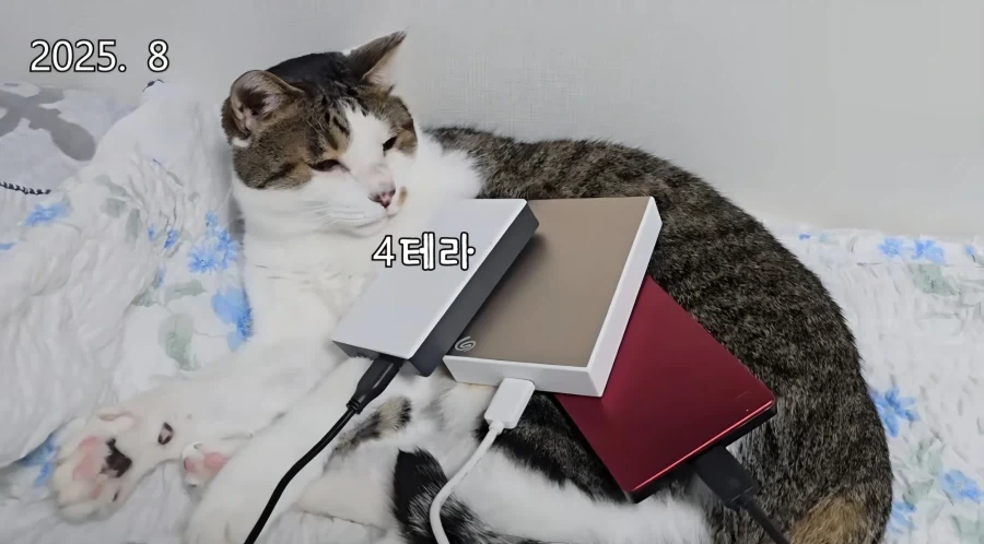 모 고양이 유튜버가 보여주는 압도적인 권력_3.webp