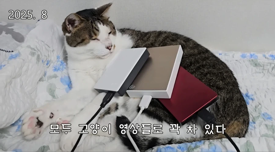 모 고양이 유튜버가 보여주는 압도적인 권력_4.webp