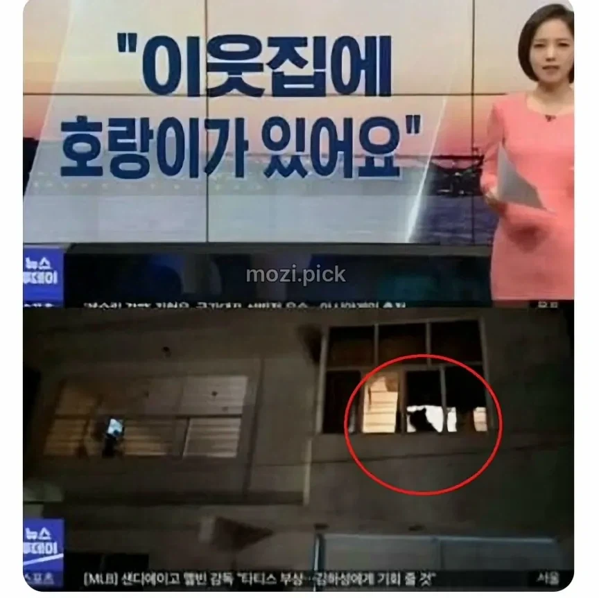 그림자 보고 집에 호랑이 있다고 신고_1.webp