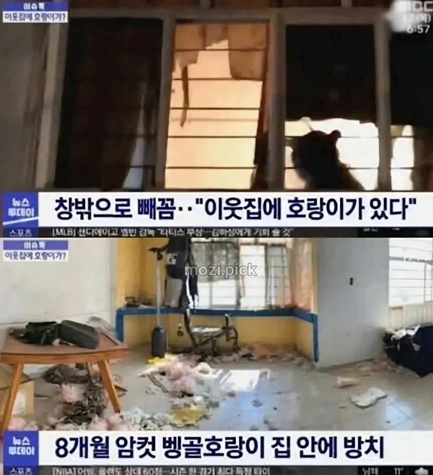 그림자 보고 집에 호랑이 있다고 신고_2.webp