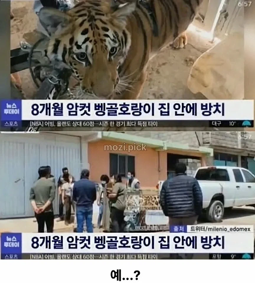 그림자 보고 집에 호랑이 있다고 신고_3.webp