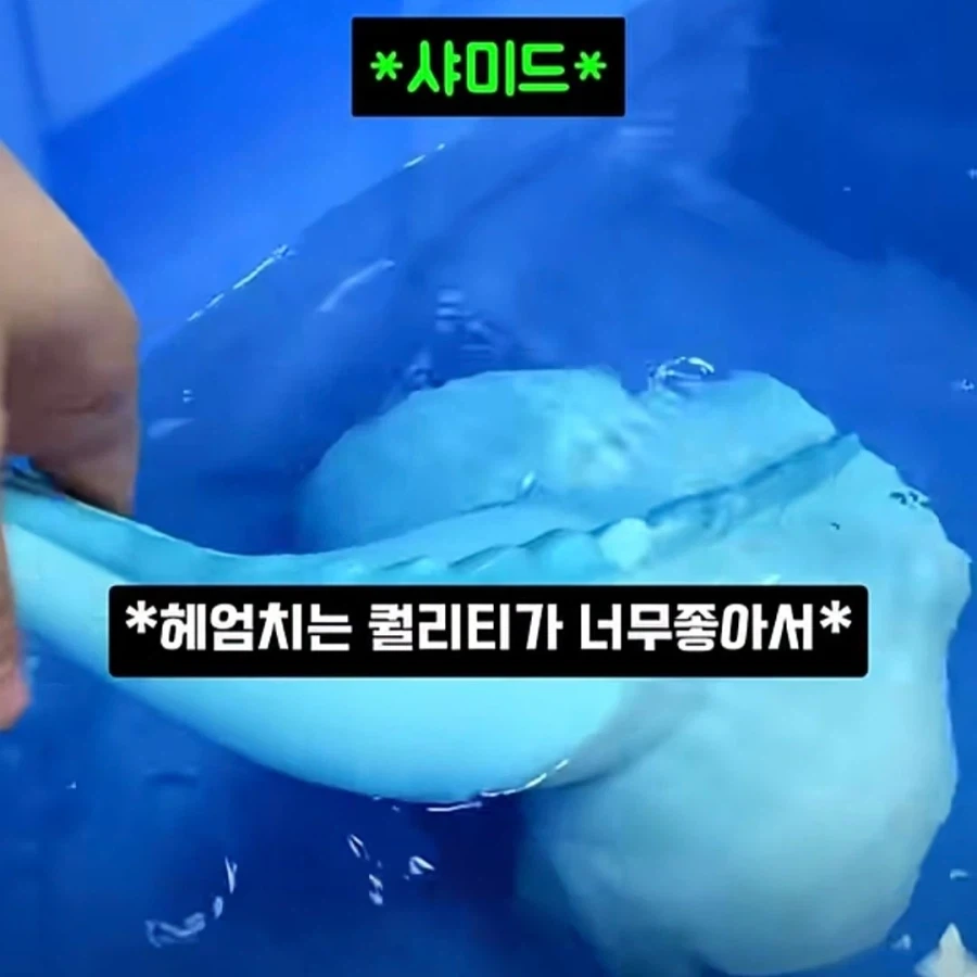 미국의 어떤 포덕이 만들었다는 장난감_3.webp