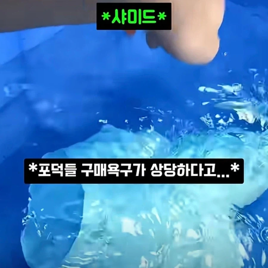미국의 어떤 포덕이 만들었다는 장난감_4.webp