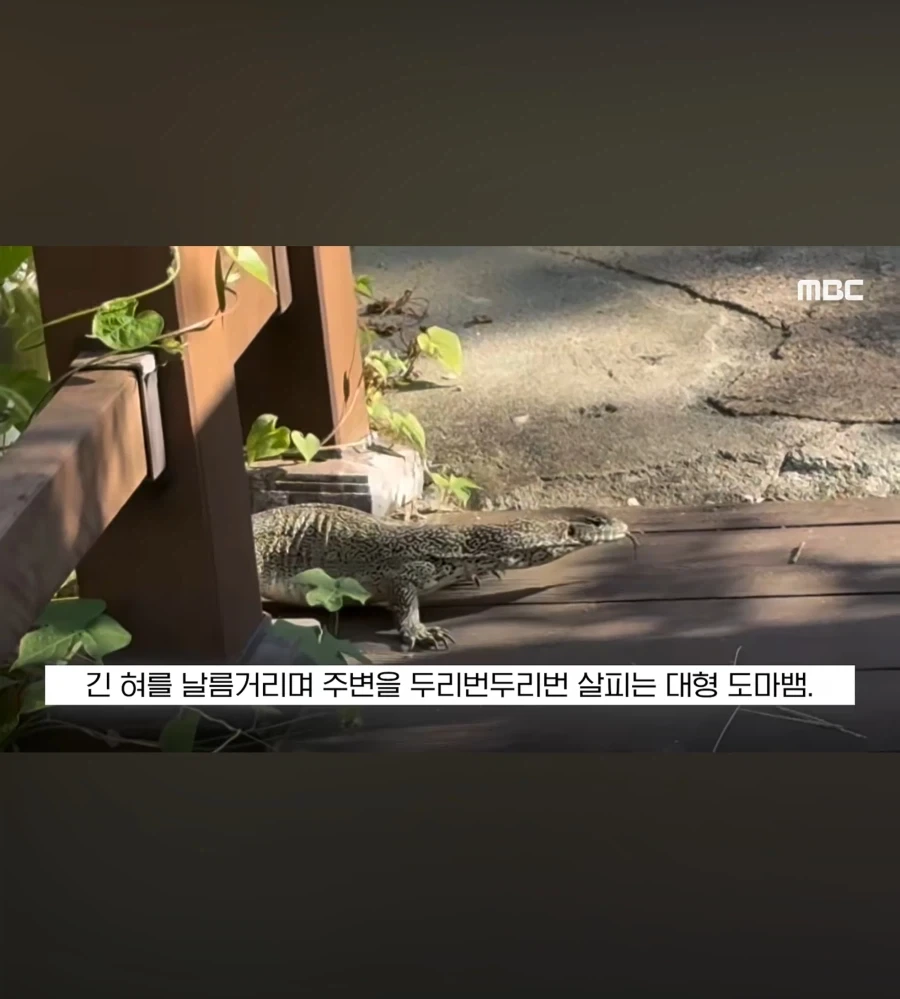 또 괴생명체 등장한 한국_2.webp