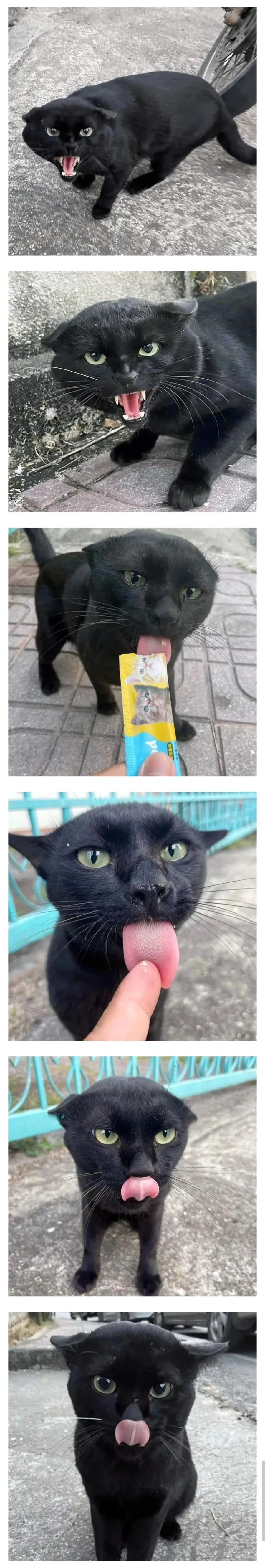 싸가지 없는 고양이 함락시키기.jpg_1.webp