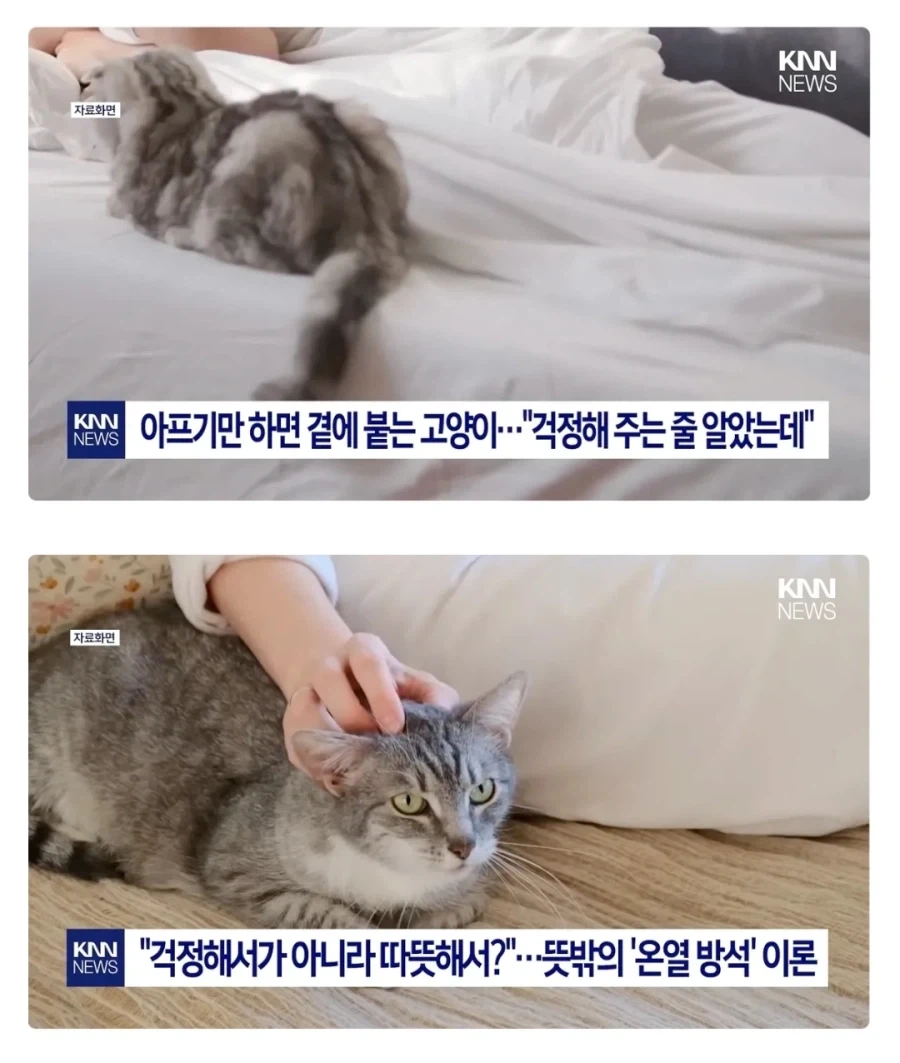 집사가 아프면 고양이가 곁에서 위로해주는 이유_1.webp