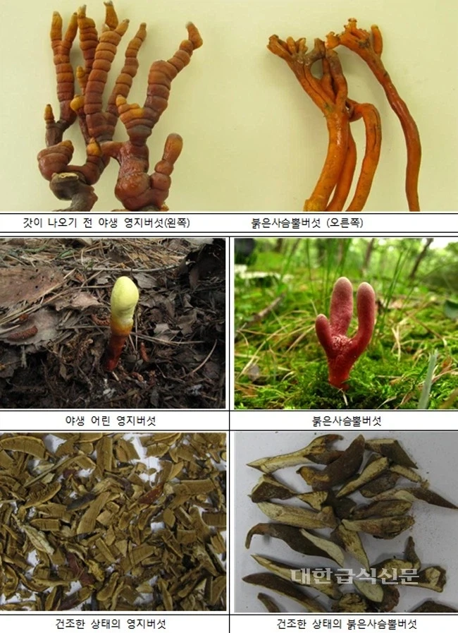 붉은사슴뿔버섯과 야생영지버섯을 헷갈리는 이유_1.webp