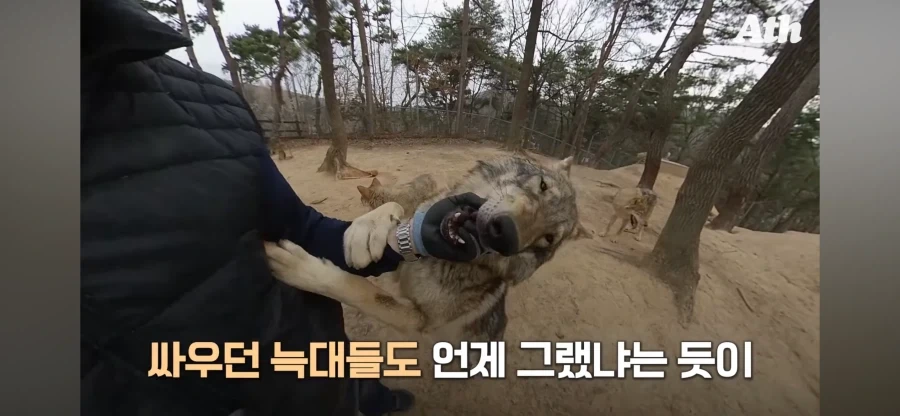 늑대 사육사 특_1.webp