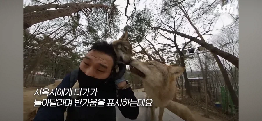 늑대 사육사 특_2.webp