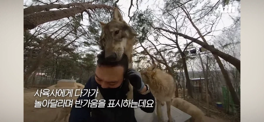 늑대 사육사 특_3.webp