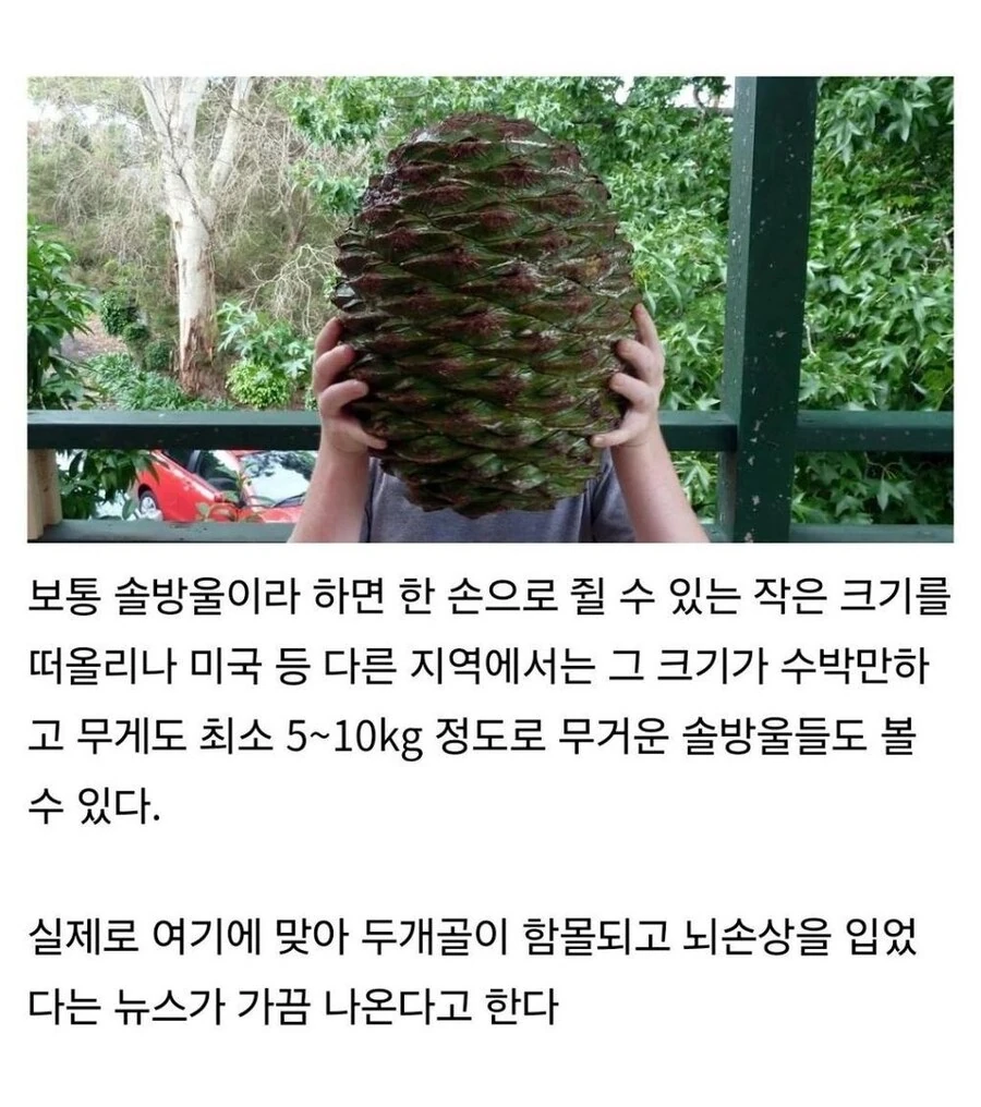 미국에서 소나무를 조심해야 하는 이유_1.jpg