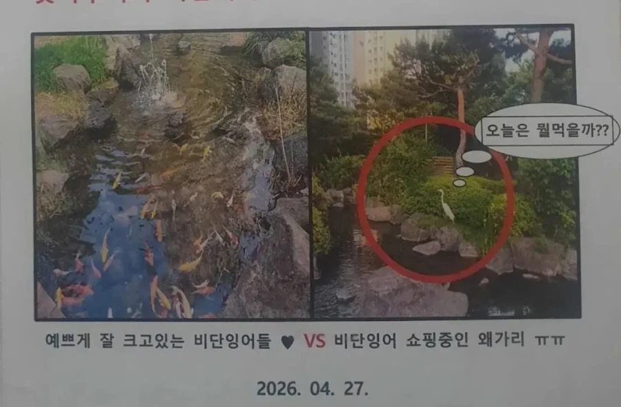 개꿀 파밍지 찾은 왜가리_2.webp