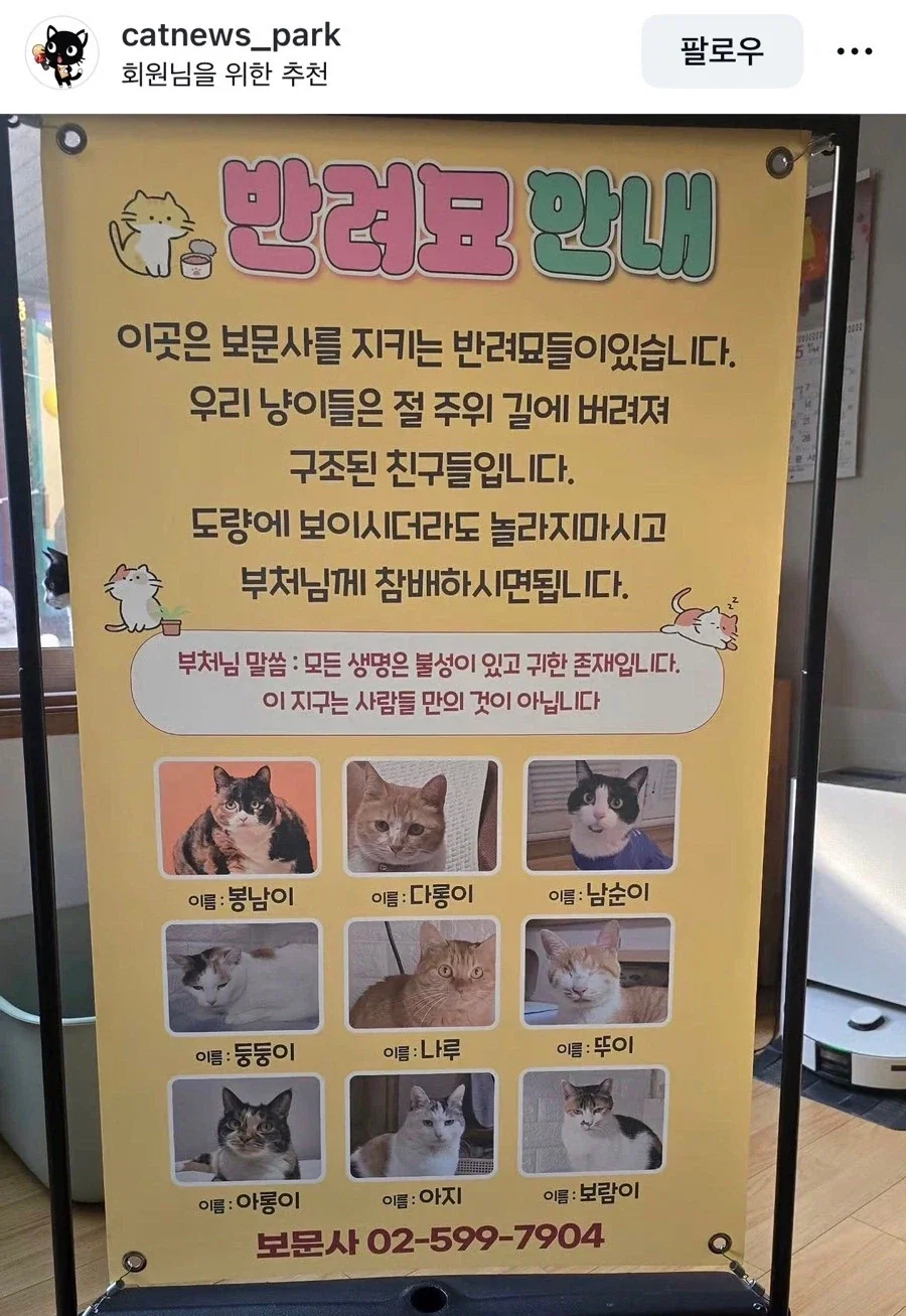 보문사에 있는 반려묘 고양이들_1.webp