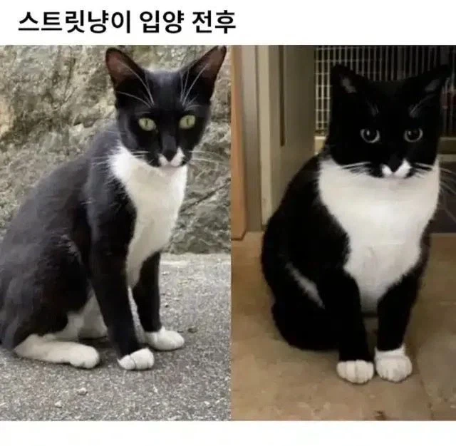 길냥이 입양 전과 후_1.webp