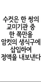 상어의 한자인 교(鮫)에 대한 흥미로운 가설_4.webp