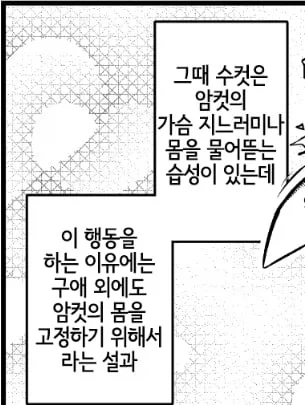 상어의 한자인 교(鮫)에 대한 흥미로운 가설_5.webp