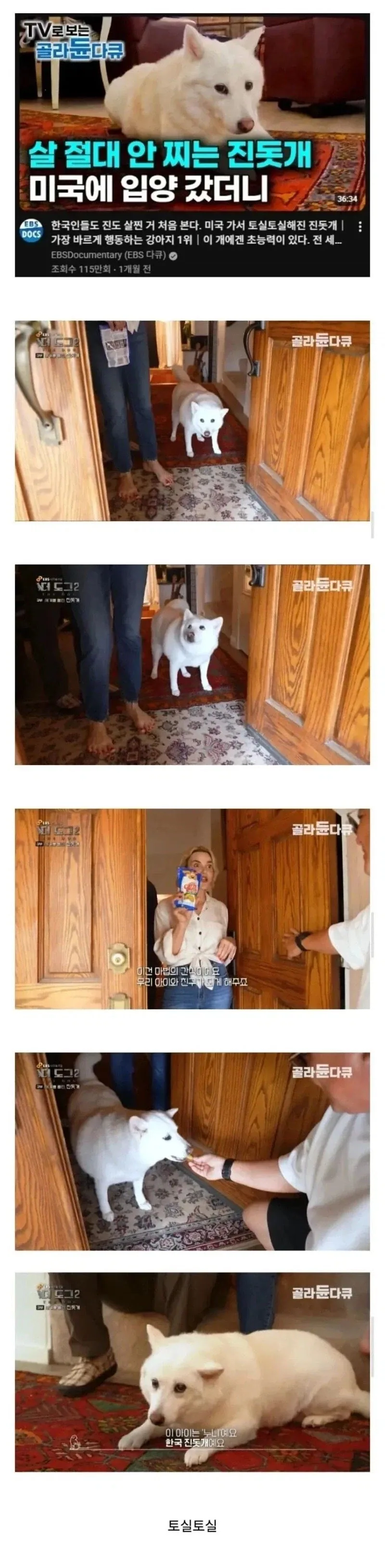 진돗개는 살 안 찐다는 통념을 무너뜨린 미국_1.webp