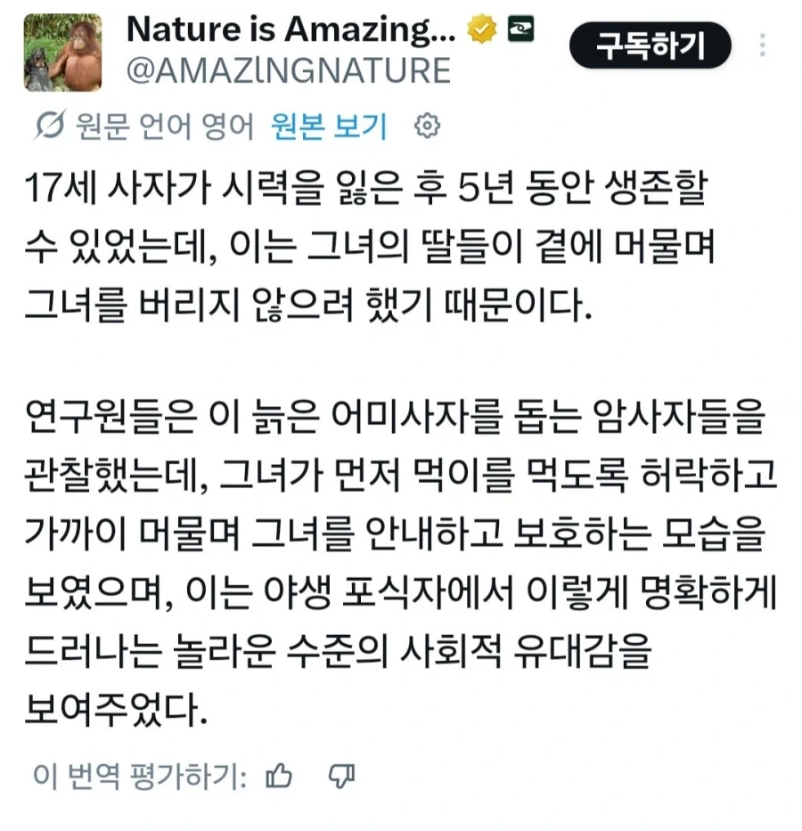 17세에 시력을 잃어버린 늙은 암사자.jpg_1.webp